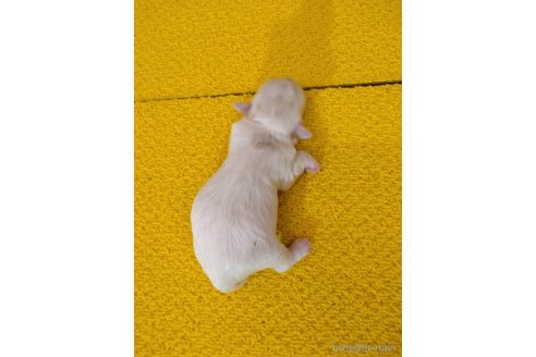 成約済の愛媛県のマルキー:マルチーズ×ヨークシャーテリア-321624の4枚目